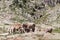 Cows at the pasture in the Pyrenees