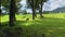 Cows on the pasture in Ramsau am Dachstein, Austria.