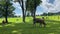 Cows on the pasture in Ramsau am Dachstein, Austria.