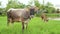 Cows pasture in a small village