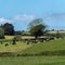 A cows on a pasture on a sunny spring day. Livestock farm. Cows on free grazing. Organic farm in Ireland, green grass field