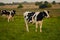 Cows in pasture at sunset