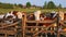 Cows in Pasture at Sunset