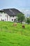 Cows on pasture, Switzerland