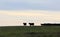 Cows at Pasture in Vermont