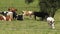 Cows, Pastures, Grazing, Farms