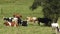 Cows, Pastures, Grazing, Farms