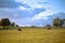 Cows pasturing on a grass field meadow under a cloudy sky