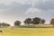 Cows pasturing on a grass field meadow under a cloudy sky