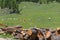 Cows Pasturing in Grazing Lands: Italian Dolomites Alps Scenery