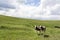 Cows Pasturing in Green Field