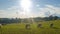 Cows pasturing on a green meadow on a sunny day