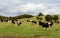 Cows pasturing in Somerset countryside