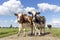 Cows on a path, standing full length, red and black and white milk cattle, a blue sky