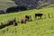 Cows peacefully grazing at green grass, Shakespear Regional Park, New Zealand