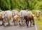 Cows on Pico Island