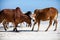 cows play on the beach near the water