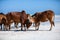 cows play on the beach near the water