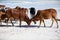 cows play on the beach near the water