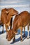 cows play on the beach near the water