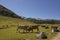 Cows playing on a valley