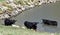 Cows In A Pond