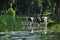 Cows in pond