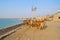 Cows on Porbandar embankment