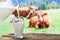 Cows and pouring milk