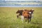 Cows in Prince Edward Island