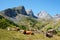 Cows in the Pyrenees