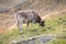 Cows in the Pyrenees in autumn in the countryside