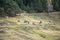 Cows in the Pyrenees in autumn in the countryside