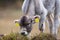 Cows in the Pyrenees in autumn in the countryside