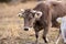 Cows in the Pyrenees in autumn in the countryside