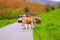 Cows in a Pyrenees road of Irati jungle at Navarra Spain