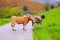 Cows in a Pyrenees road of Irati jungle at Navarra Spain