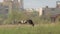 Cows quietly graze in the meadow against the backdrop of huge stone buildings.