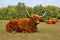 Cows, red Highland cattle Scottish Gaelic lying on pasture