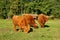 Cows, red Highland cattle Scottish Gaelic young bull and two cows on the pasture