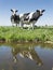 Cows and reflections in canal in dutch meadow on sunny summer day in south holland