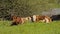Cows rehashing in a meadow in hentbrugse Meersen nature reserve, Ghent