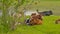 Cows rehashing in a meadow in hentbrugse Meersen nature reserve, Ghent