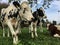 Cows relax on the grass