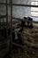 Cows relaxed in a cowshed