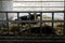 Cows relaxed in a cowshed