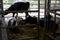 Cows relaxed in a cowshed