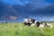 Cows relaxed on pasture