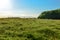 Cows relaxing in a dandelion field on a glorious summer day