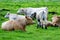 Cows relaxing in the field